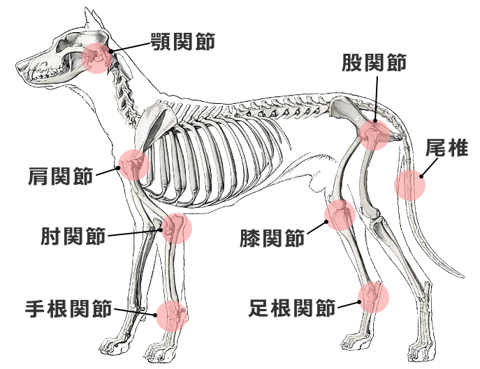 犬の変形性関節症好発部位～体重のかかる肘・膝・股関節が危険地帯