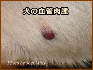 犬の血管肉腫