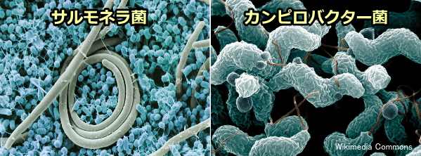 犬の細菌性腸炎を引き起こすサルモネラ菌とカンピロバクター菌