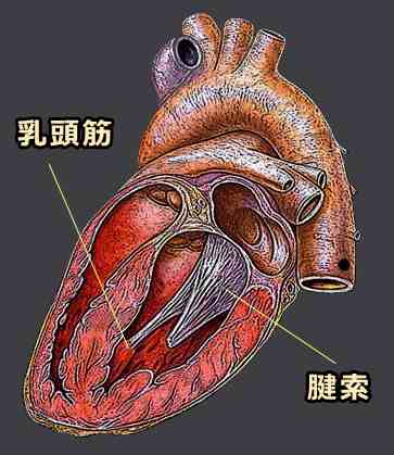 弁を支える腱索と乳頭筋