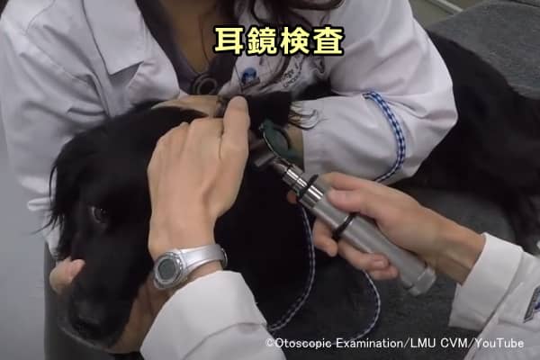 犬における耳鏡検査の様子