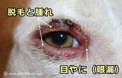 犬の眼瞼炎～まぶた周辺の腫れと目やに（眼漏）