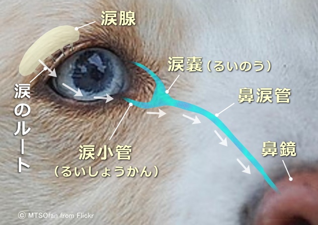 犬の涙の排水システムにおける涙嚢の位置