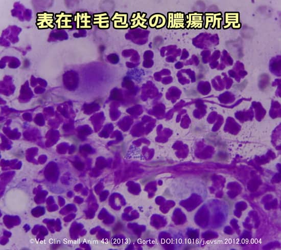 表在性毛包炎の膿瘍を顕微鏡で観察した所見