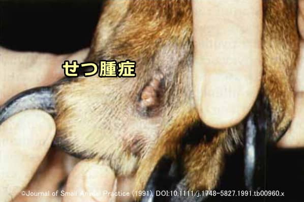 犬の深在性膿皮症の一種「指間せつ腫症」