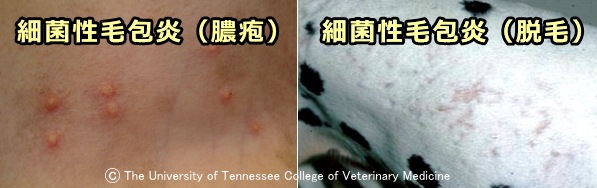 表在性膿皮症~細菌性毛包炎で見られる膿疱と虫食い脱毛