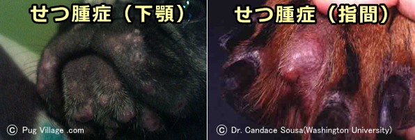 深在性膿皮症~下顎と指間に生じたせつ腫症
