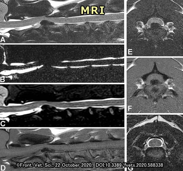 犬の椎間板ヘルニアに対するMRI検査画像