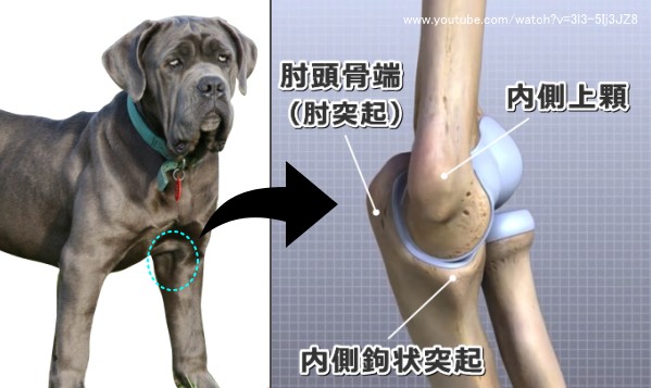 犬の肘関節形成不全（肘異形成）～肘突起癒合不全・内側鉤状突起離断・離断性骨軟骨炎