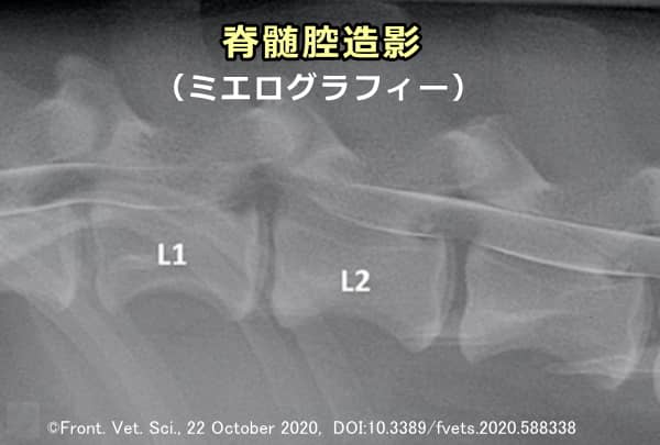 犬のL1とL2間に発症した椎間板ヘルニアを示すミエログラフィー画像（側面図）