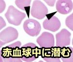 犬の赤血球内におけるバベシアカニス(Babesia canis)
