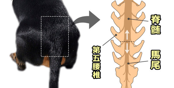 犬の脊髄・馬尾・尾骨神経の位置関係模式図