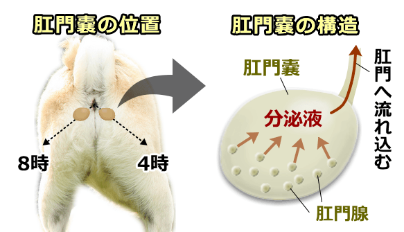 犬の肛門嚢の位置と構造