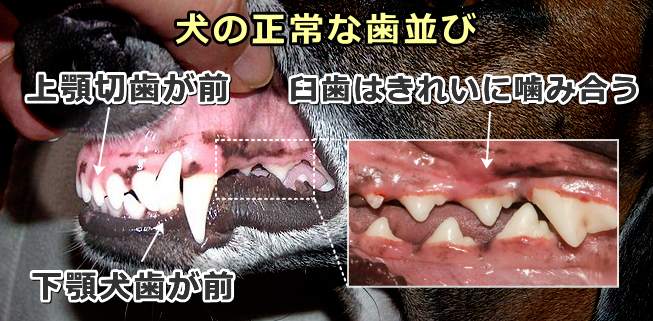 犬の正常な歯並び