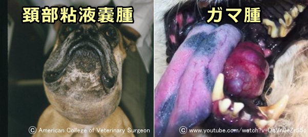 犬の唾液腺嚢腫～頚部粘液嚢腫とガマ腫