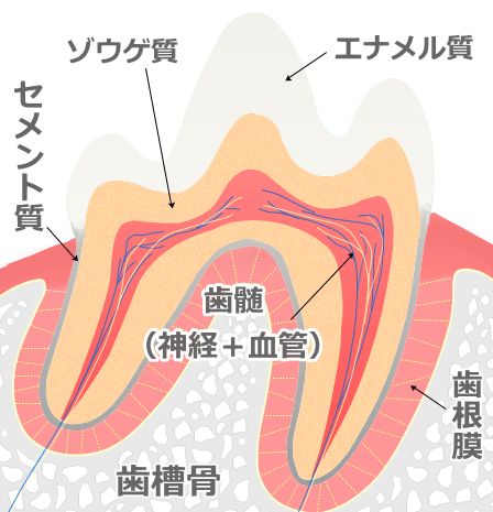 犬の歯の断面構造～ゾウゲ質とエナメル質