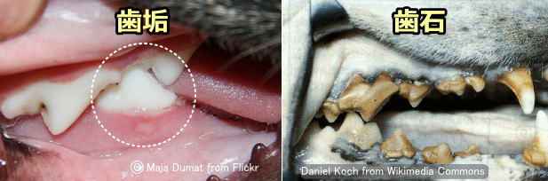 犬の歯垢と歯石写真
