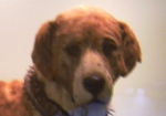 生涯で40人以上の遭難者を救ったとされるスイスの英雄犬バリー
