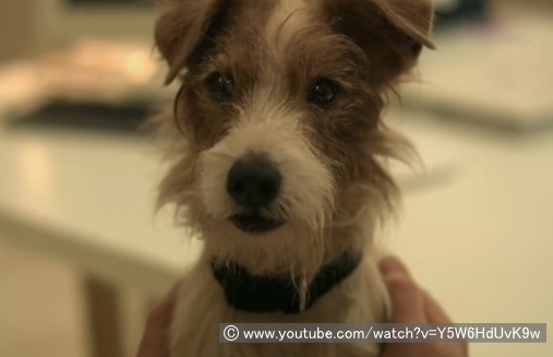 映画「Beginners」の一場面～コズモが演じた「アーサー」は、主人公の父親が飼っていた犬と言う設定