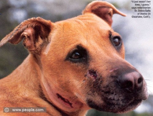奇跡の犬ドーシャは、ピープル誌でも取り上げられた
