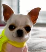世界一多幸が低い犬として2014年度のギネス世界記録に載っているチワワ「パール」