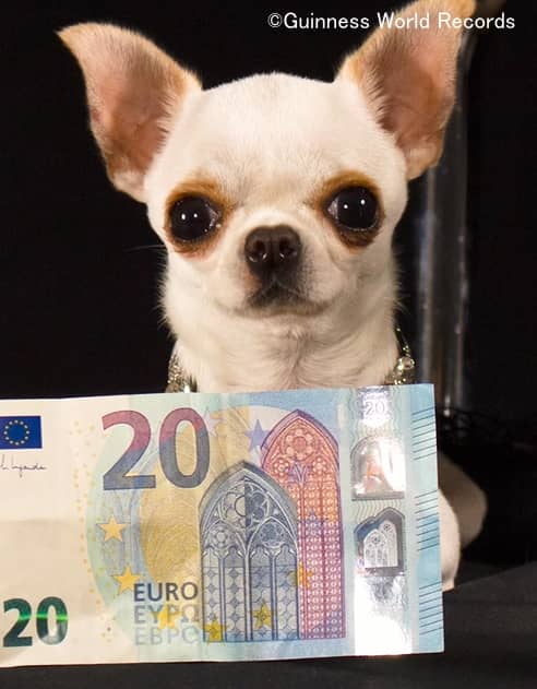 20ユーロ札と並んで記念撮影する世界最小犬「パール」