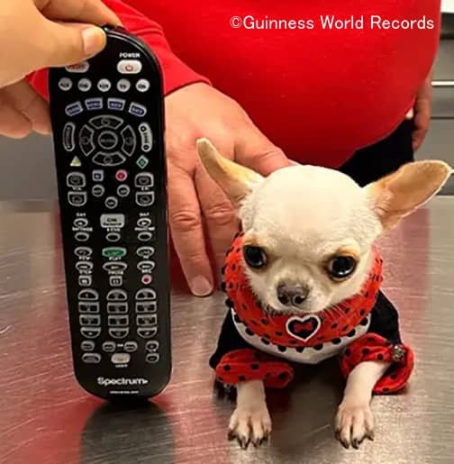 テレビのリモコンと比較したときの世界最小犬「パール」の大きさ
