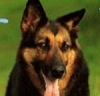 サーブの訓練は、名古屋市の中部盲導犬協会が担当した