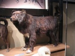 南極越冬隊にそり犬として同行した樺太犬