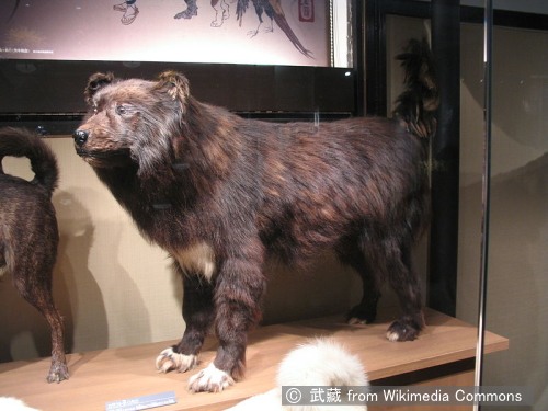 国立科学博物館に展示されているジロの剥製