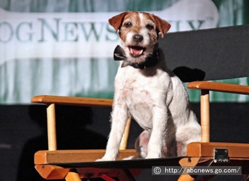 2012年1月18日、「DogNewsDaily」開催の第一回「金の首輪賞」においてノミネーションを受けるアギー
