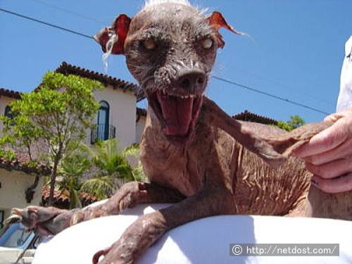 2003～2005年度の最醜犬・サム（Sam）