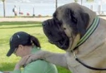 「世界一重い犬」としてギネスに認められていたマスティフのゾルバ