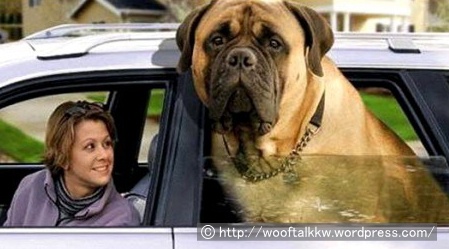 車の後部座席から顔をのぞかせた、世界一重い犬ゾルバ