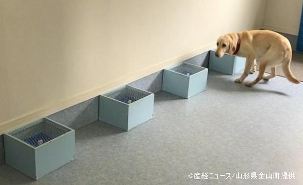 2017年、山形県金山町で導入された日本初のガン探知犬