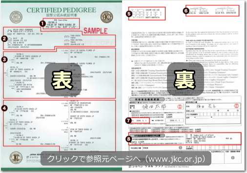 JKC発行の血統証明書サンプル画像