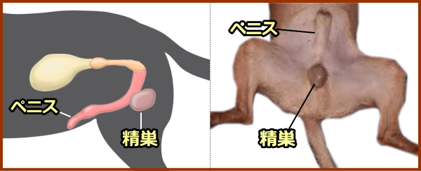 オス犬の去勢手術では精巣の摘出が行われます