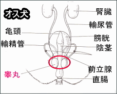 オス犬の去勢手術は、睾丸を取り除いたり、輸精管(ゆせいかん)を結紮したりします。