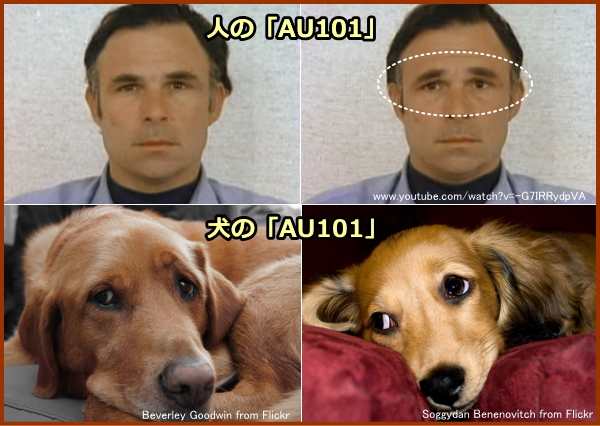 人と犬が見せる「AU101」（物憂げ顔）の表情