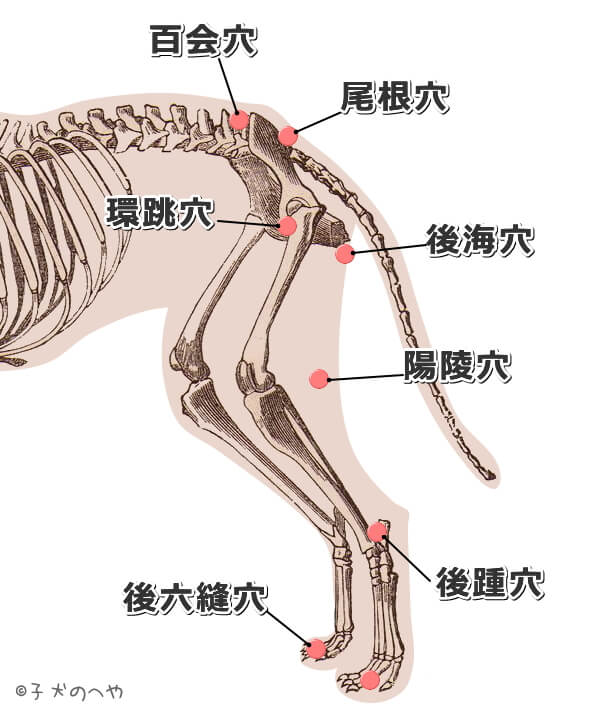 犬の尻と後足にある経穴一覧図