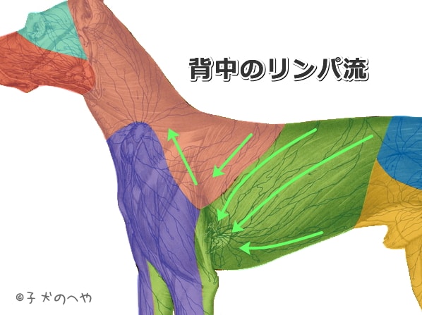 犬の背中におけるリンパ流の模式図