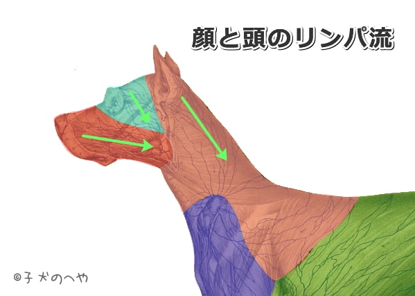 犬の顔と頭におけるリンパ流の模式図