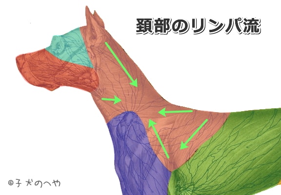犬の頚部におけるリンパ流の模式図