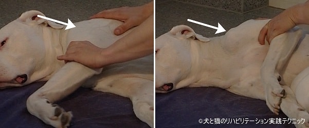 犬の肩関節可動域テスト