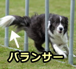 犬のしっぽは走るときのバランサーとして体の位置を調整している