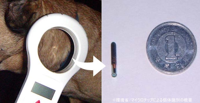 一般的な犬猫用マイクロチップの大きさは米粒を一回り大きくした程度