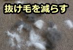 抜け毛を減らせれば犬アレルギーも軽減できる
