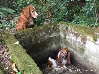 貯水槽に落ちた相棒のため1週間見張りを続けた犬は、ワシントン州知事から表彰された
