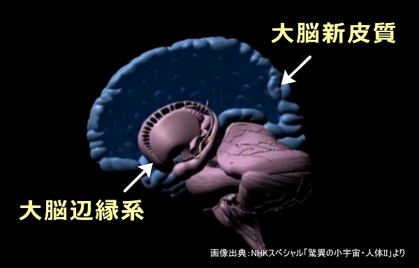 人間の脳における大脳新皮質と大脳辺縁系の位置関係