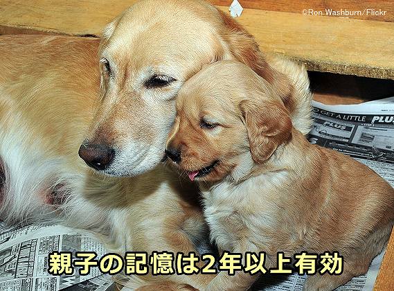母犬と子犬は、2年間離ればなれの状態でもお互いを認識できる